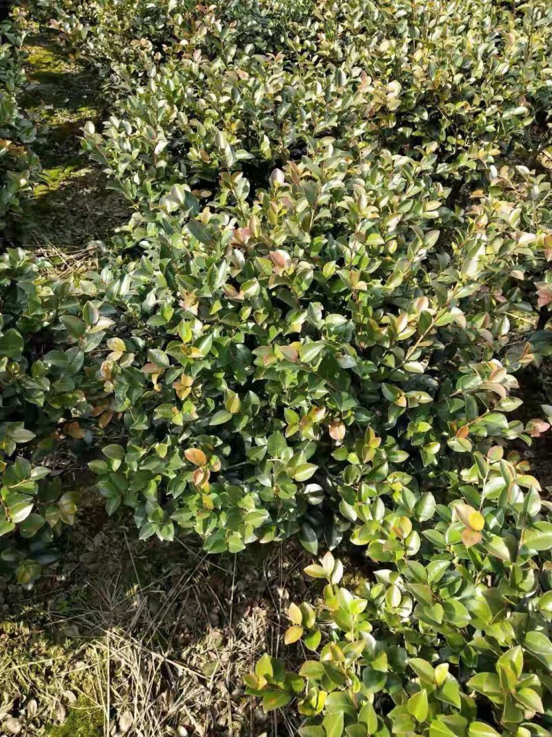 茶花球