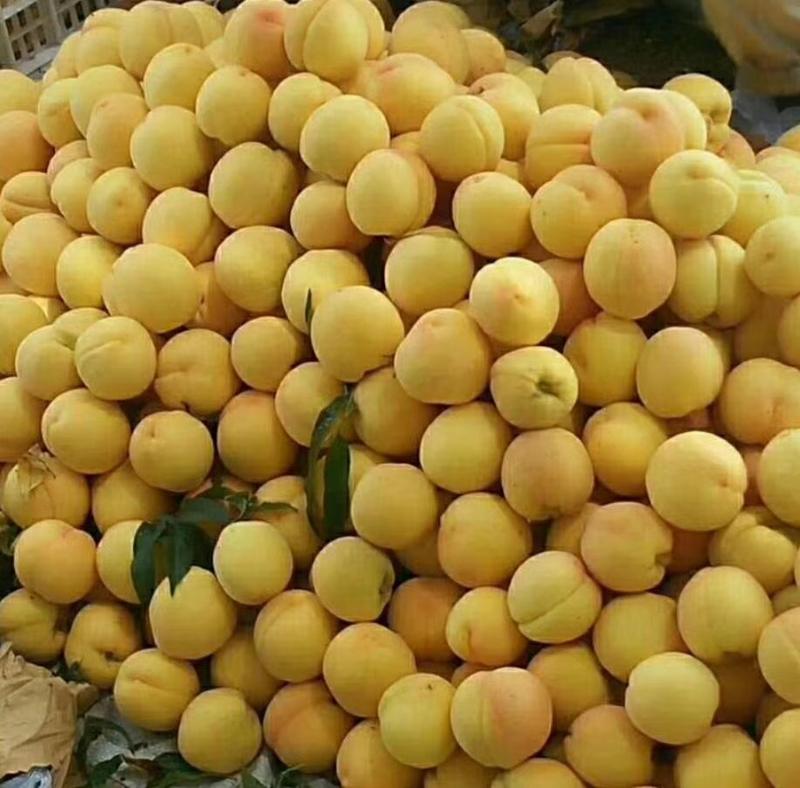 黄金油桃，山东蒙阴黄油桃，产地直供，一件代发，诚招代理