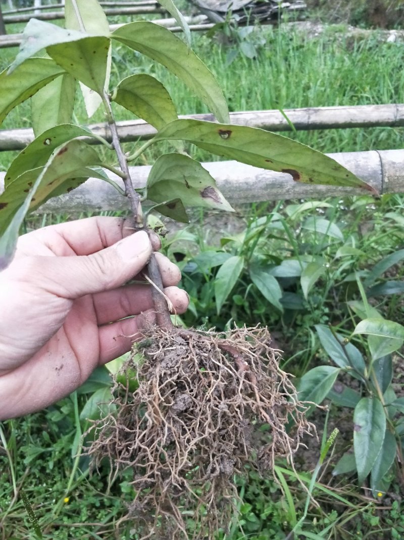 黑老虎两年大苗价格优惠，基地直发