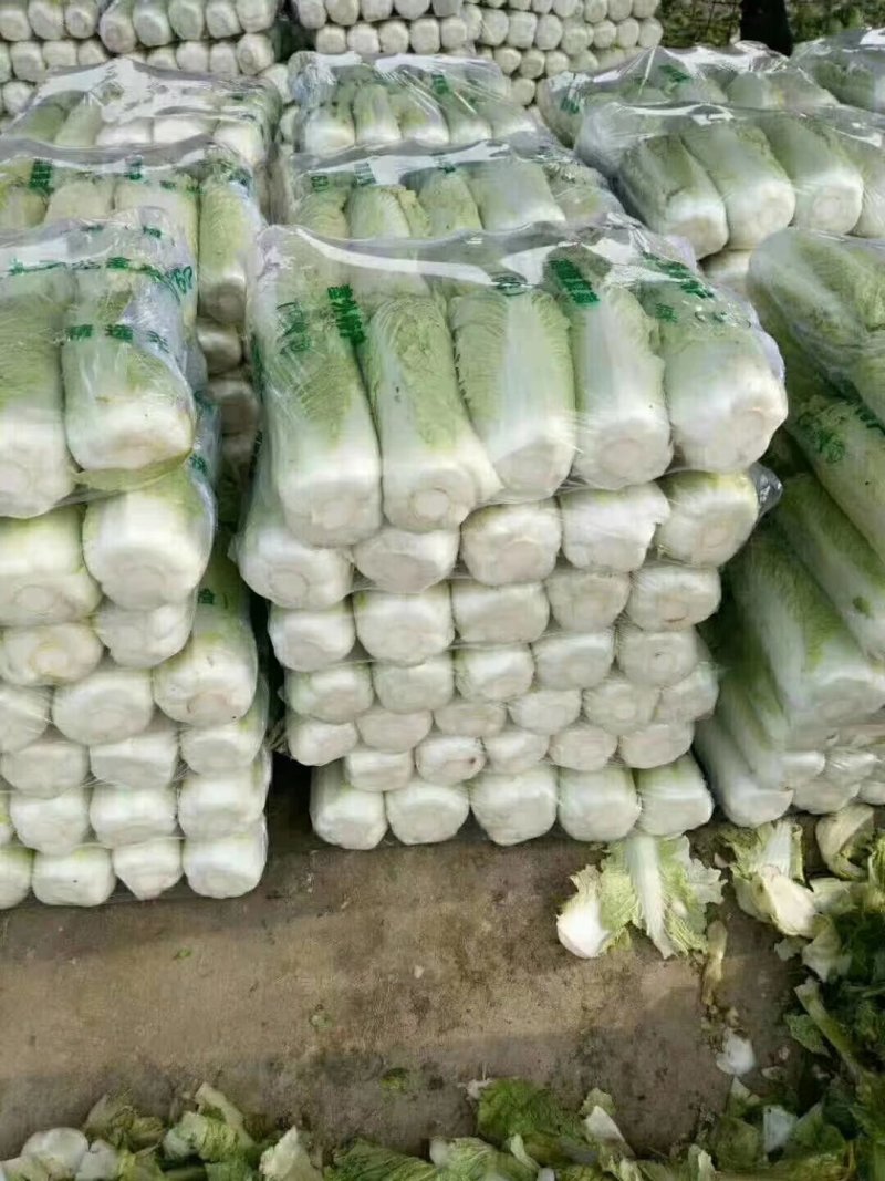 山东白菜北京三号大白菜3-6斤