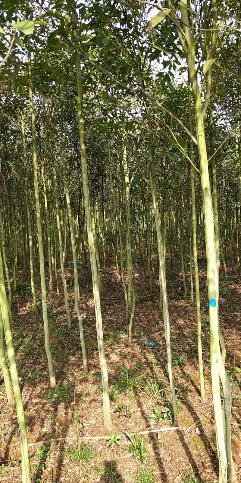 杜英
