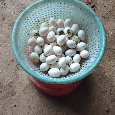 鸽子蛋