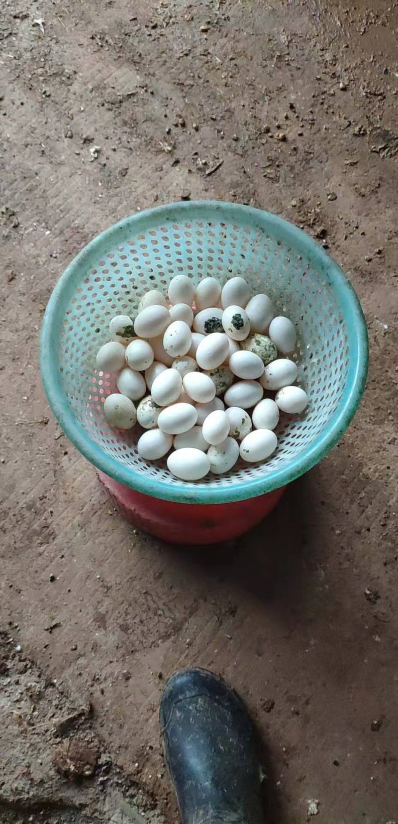鸽子蛋