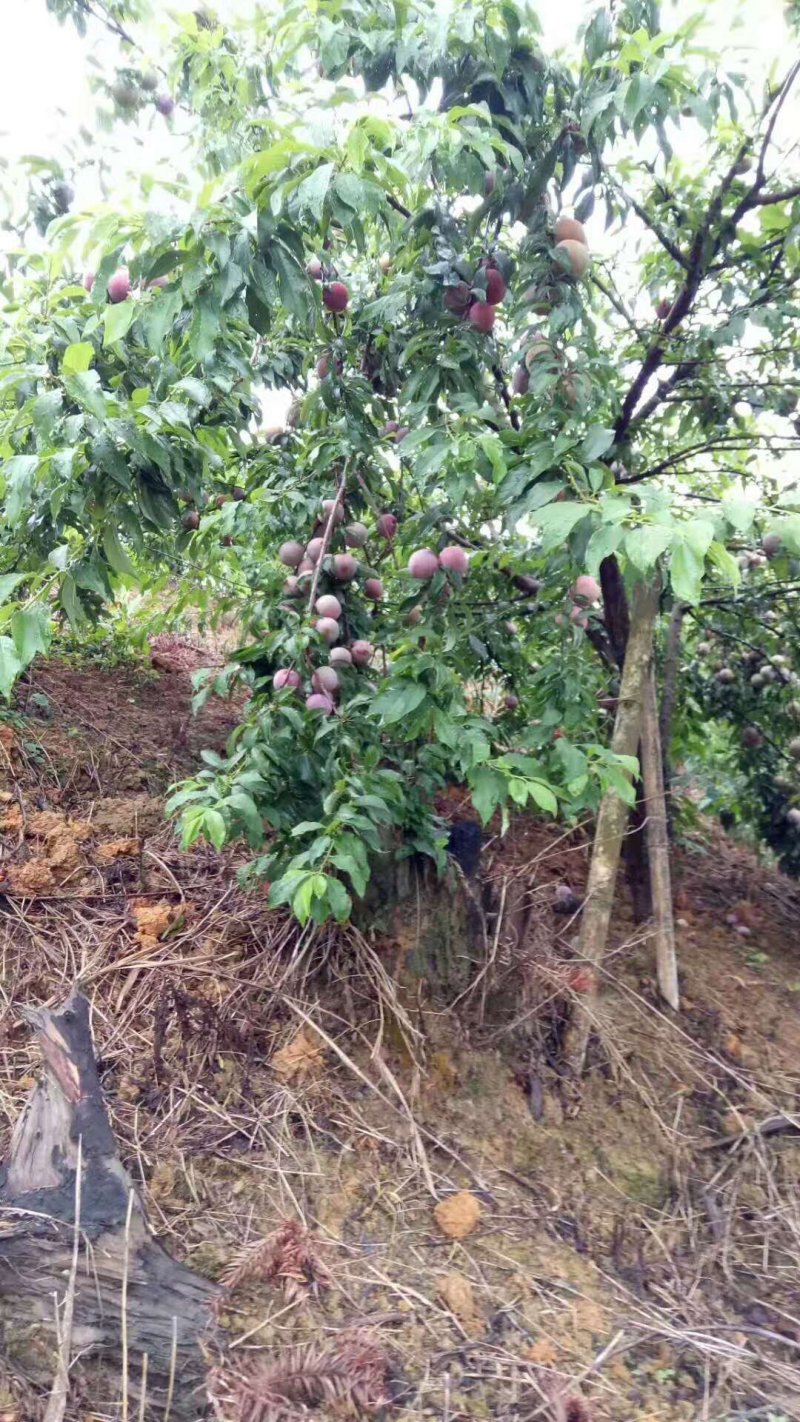 李子准备上市需要的联系我