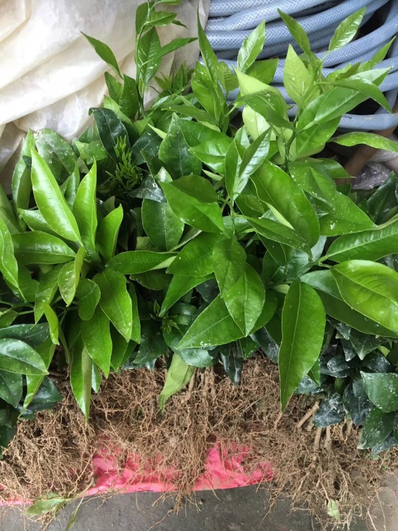 无核沃柑苗091，优质苗木，高产，稳产