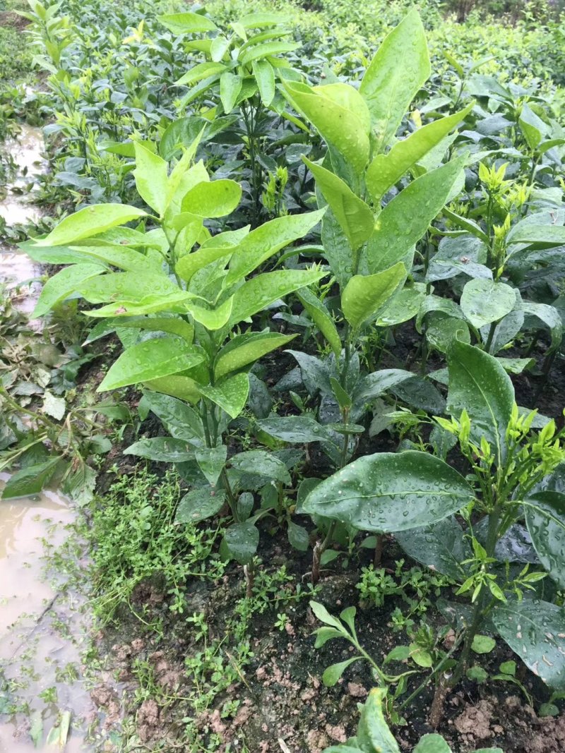 无核沃柑苗091，优质苗木，高产，稳产