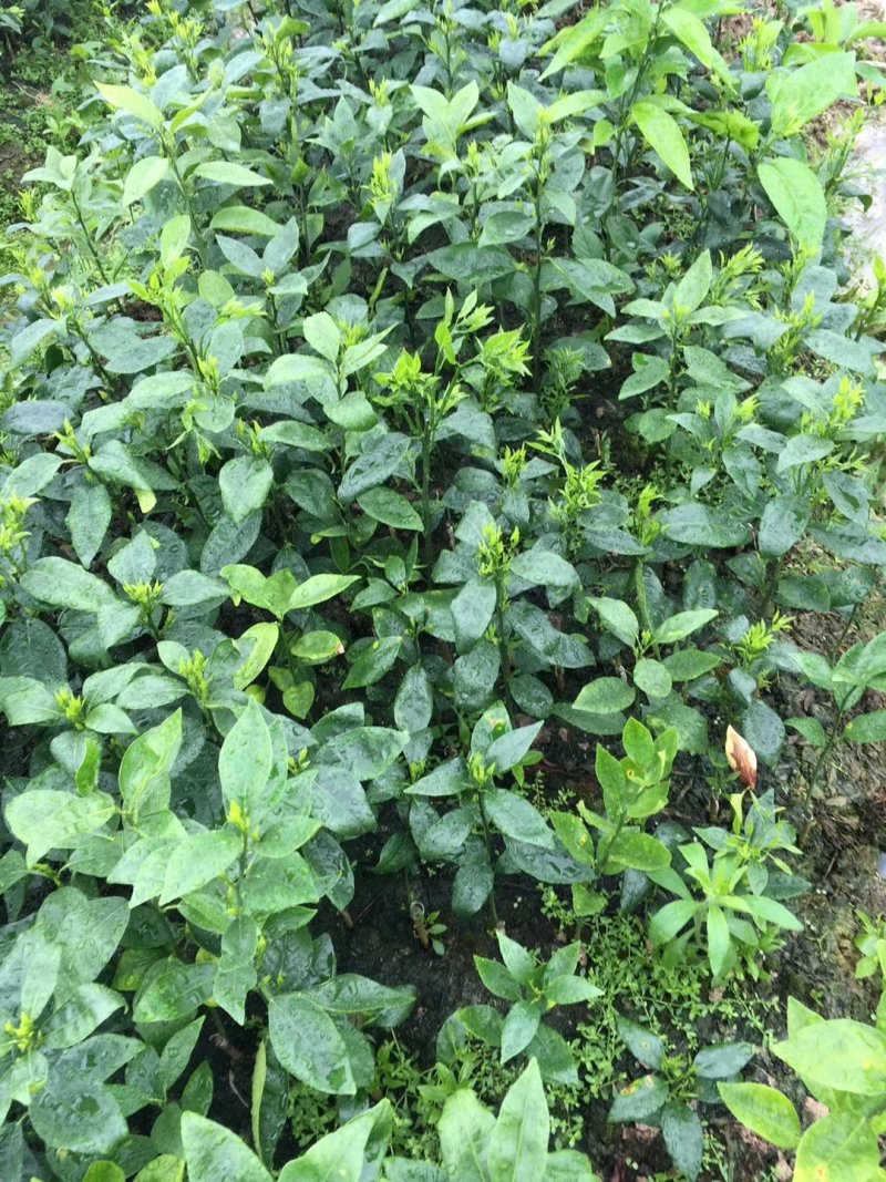 无核沃柑苗091，优质苗木，高产，稳产