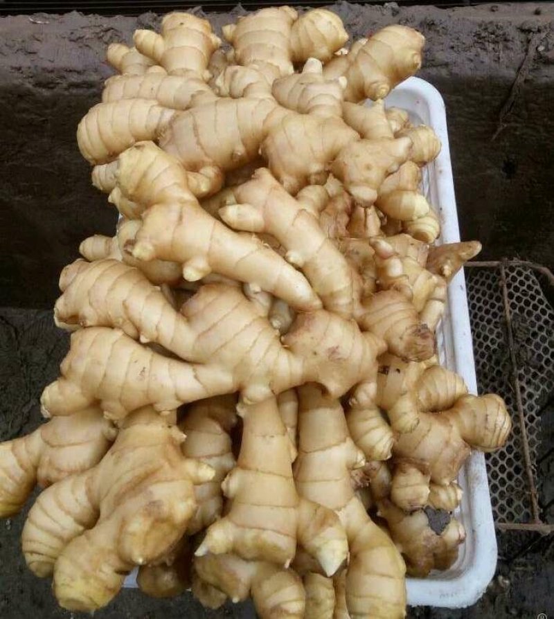 山东优质生姜主产地，大小黄姜，质量保证，坏烂包赔全国发货