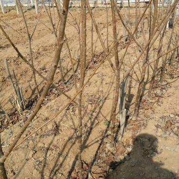 我们这里的有大量樱桃树苗欢迎客商选购诚信第一