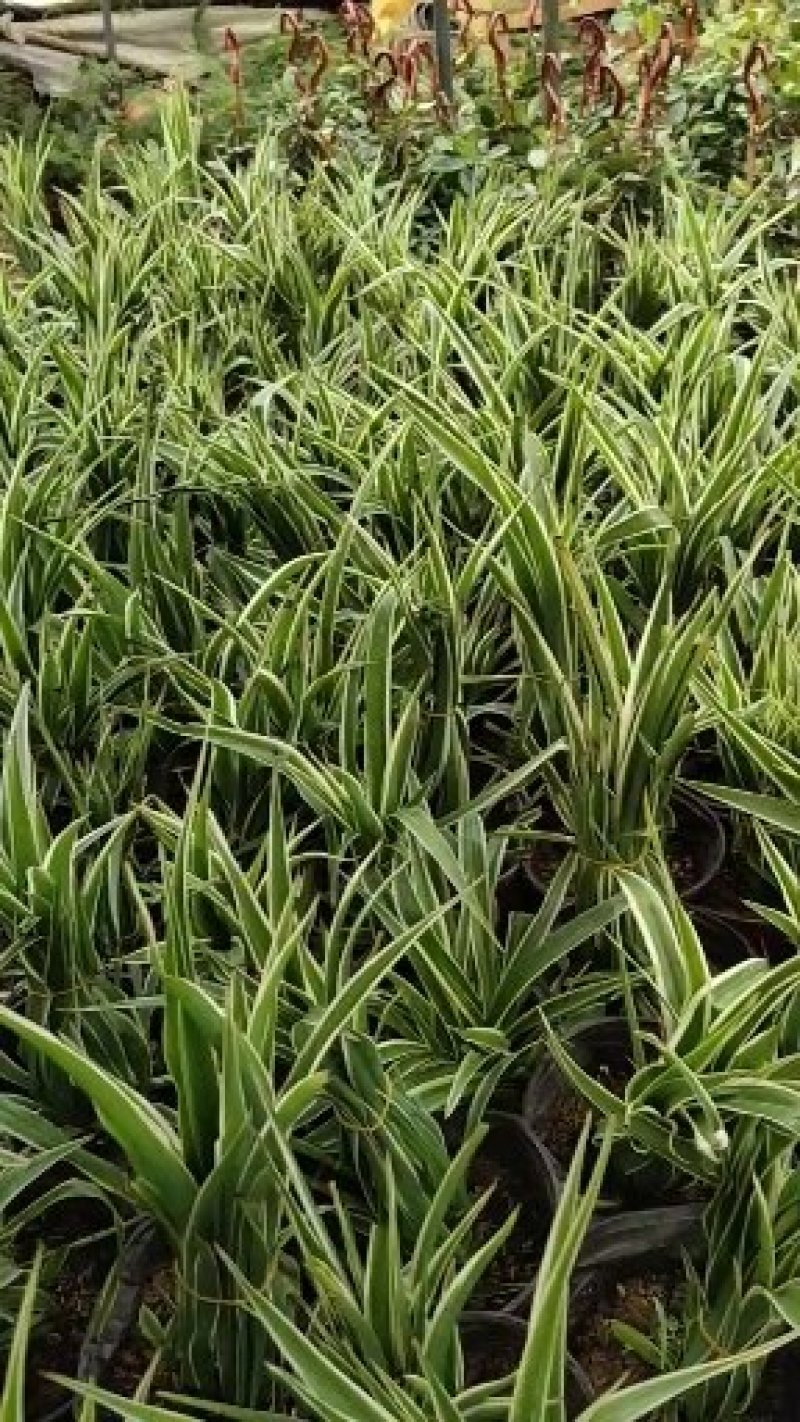 基地直销【金边吊兰】量大优惠，一件可以装200盆