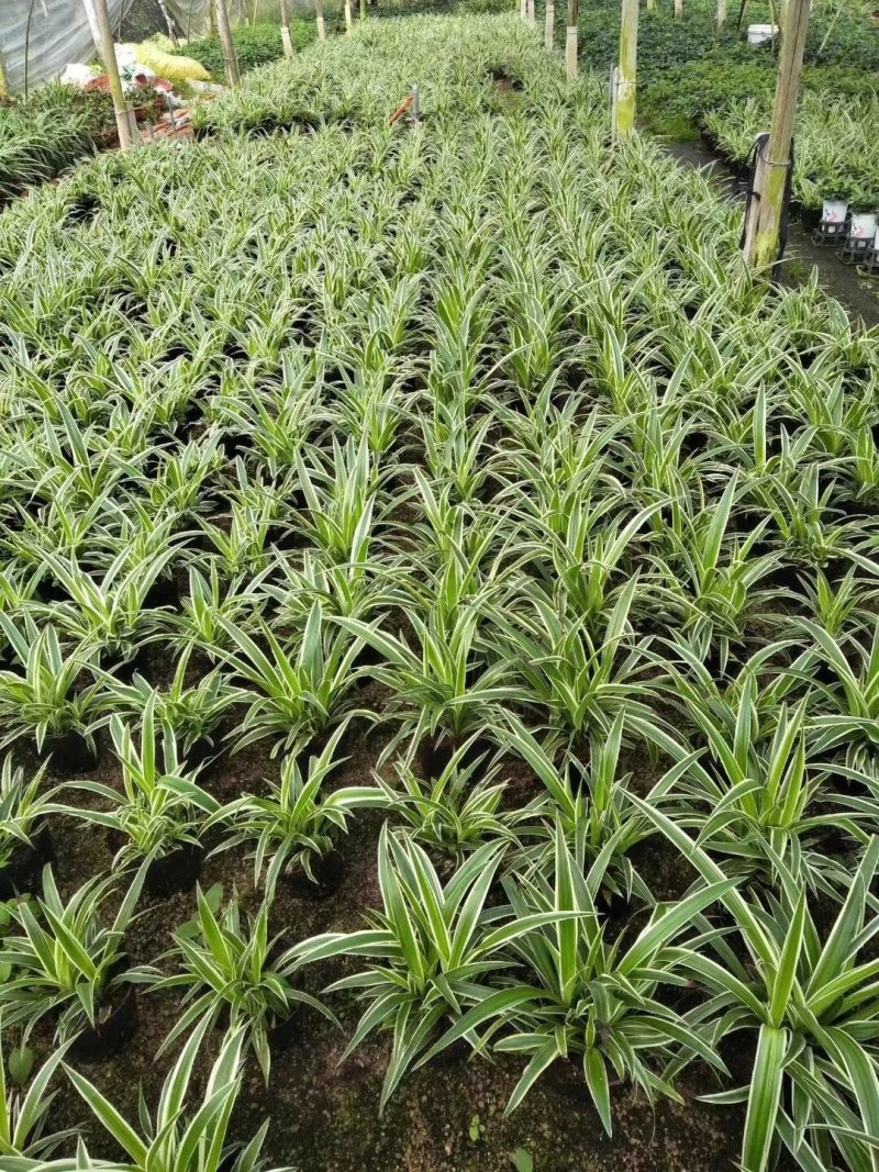 基地直销【金边吊兰】量大优惠，一件可以装200盆
