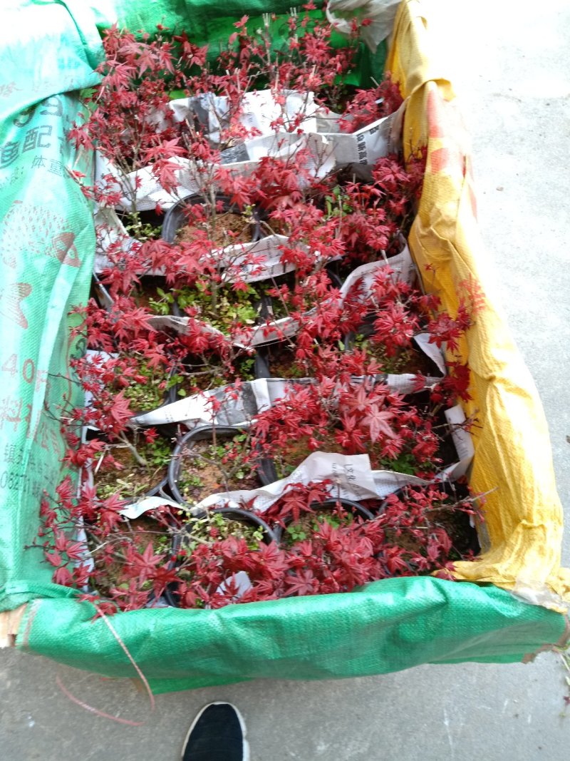 基地直销批发三季红枫小盆栽