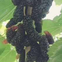 抗寒桑树苗耐寒零下40°包成活率百分之九十五