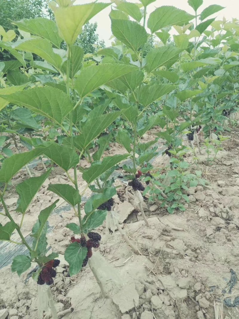 抗寒桑树苗耐寒零下40°包成活率百分之九十五