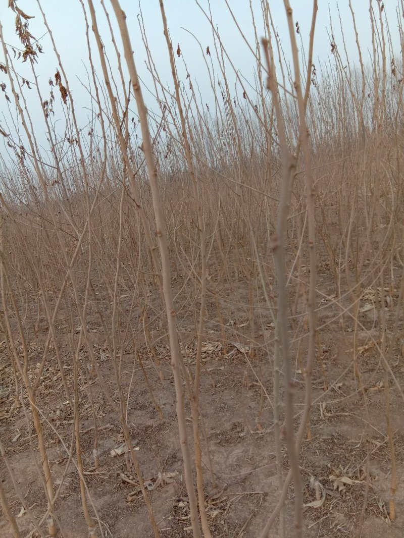 抗寒桑树苗耐寒零下40°包成活率百分之九十五