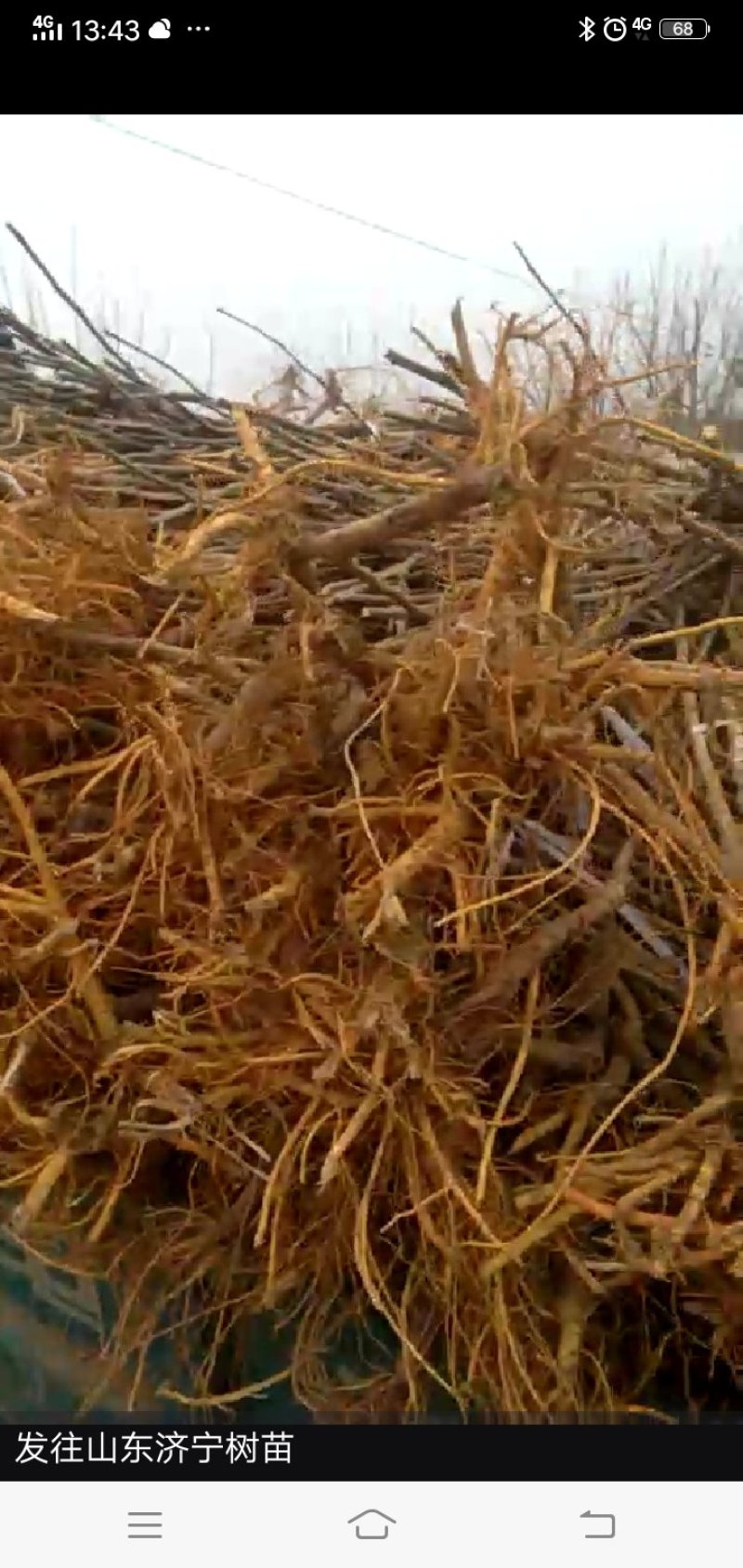 抗寒桑树苗耐寒零下40°包成活率百分之九十五