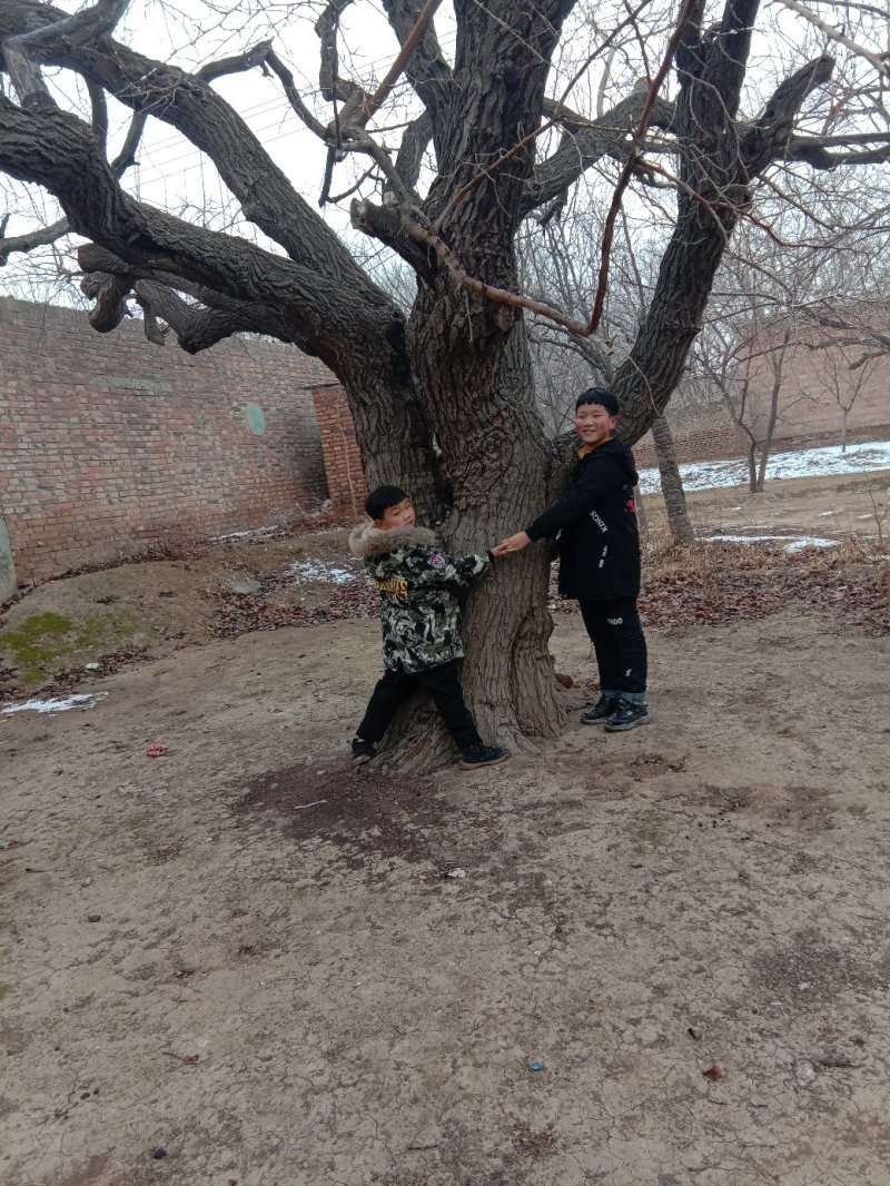 抗寒桑树苗耐寒零下40°包成活率百分之九十五