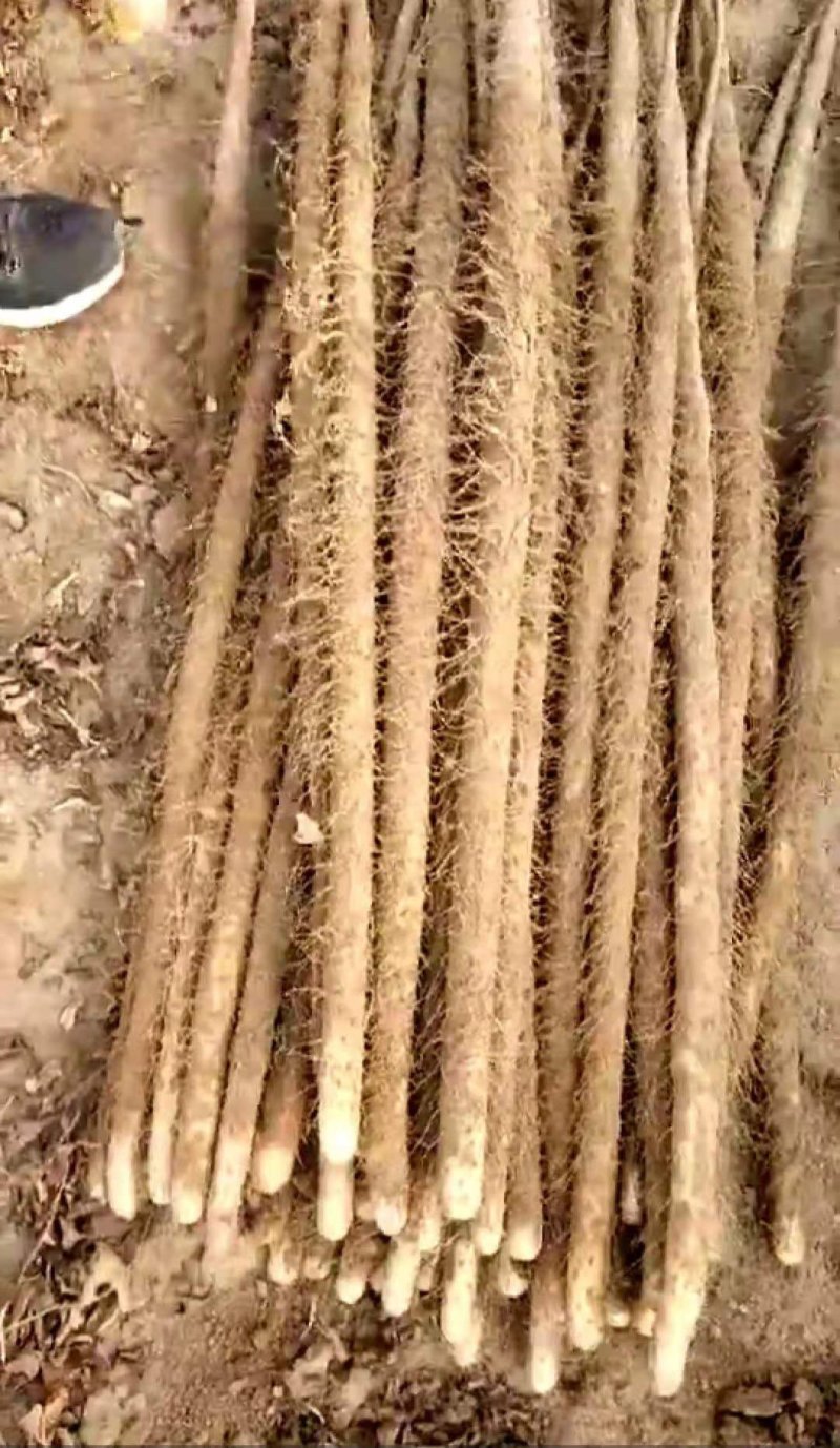 白玉长条