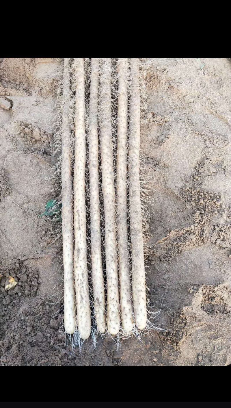 白玉长条