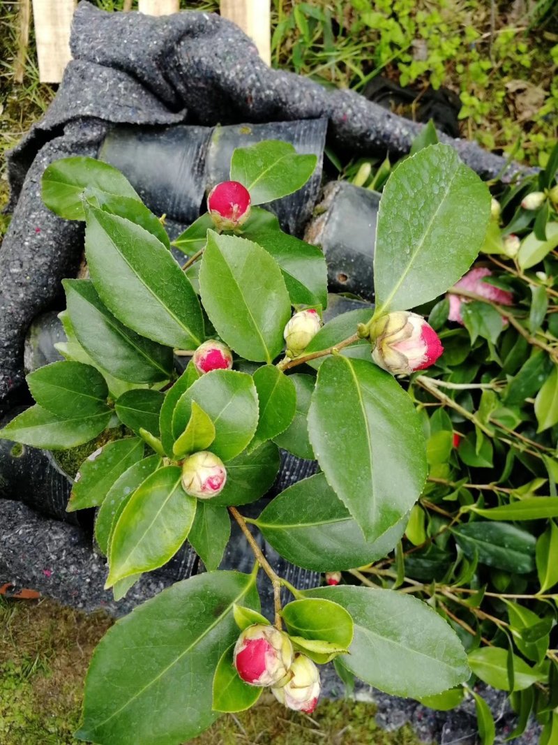 大量供应茶花带花苞发货大小规格齐全不同的规格不同的价格