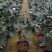 大量供应茶花带花苞发货大小规格齐全不同的规格不同的价格
