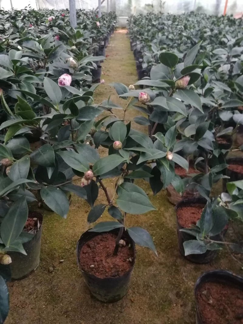 大量供应茶花带花苞发货大小规格齐全不同的规格不同的价格