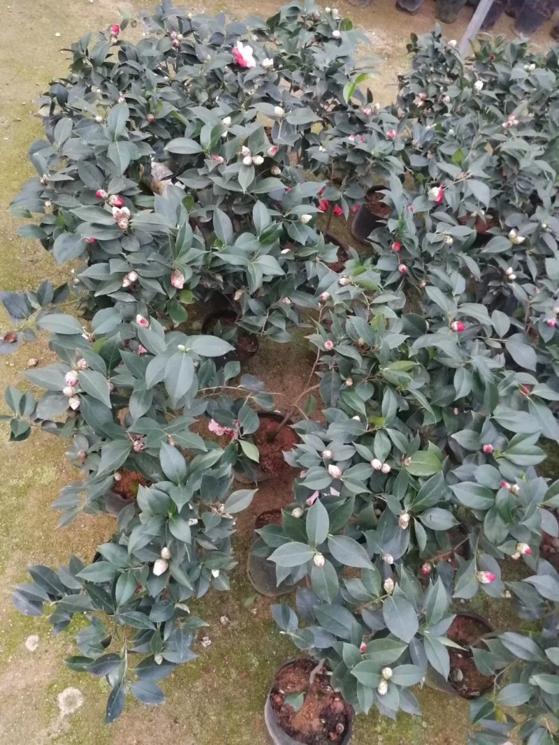 大量供应茶花带花苞发货大小规格齐全不同的规格不同的价格