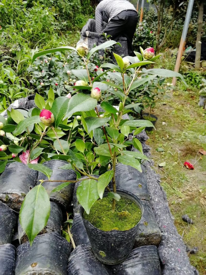 大量供应茶花带花苞发货大小规格齐全不同的规格不同的价格