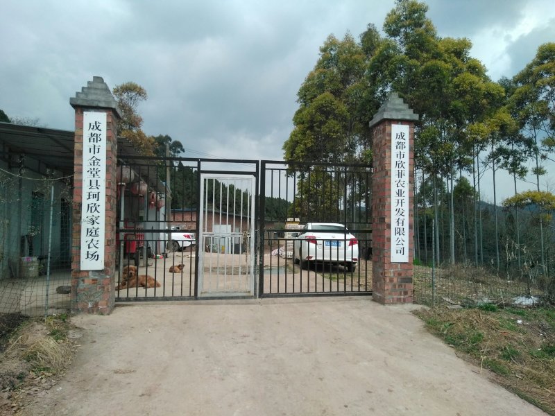 长年出售土鸡绿壳蛋鸡脱温苗，成品鸡！（省市县检验合格）