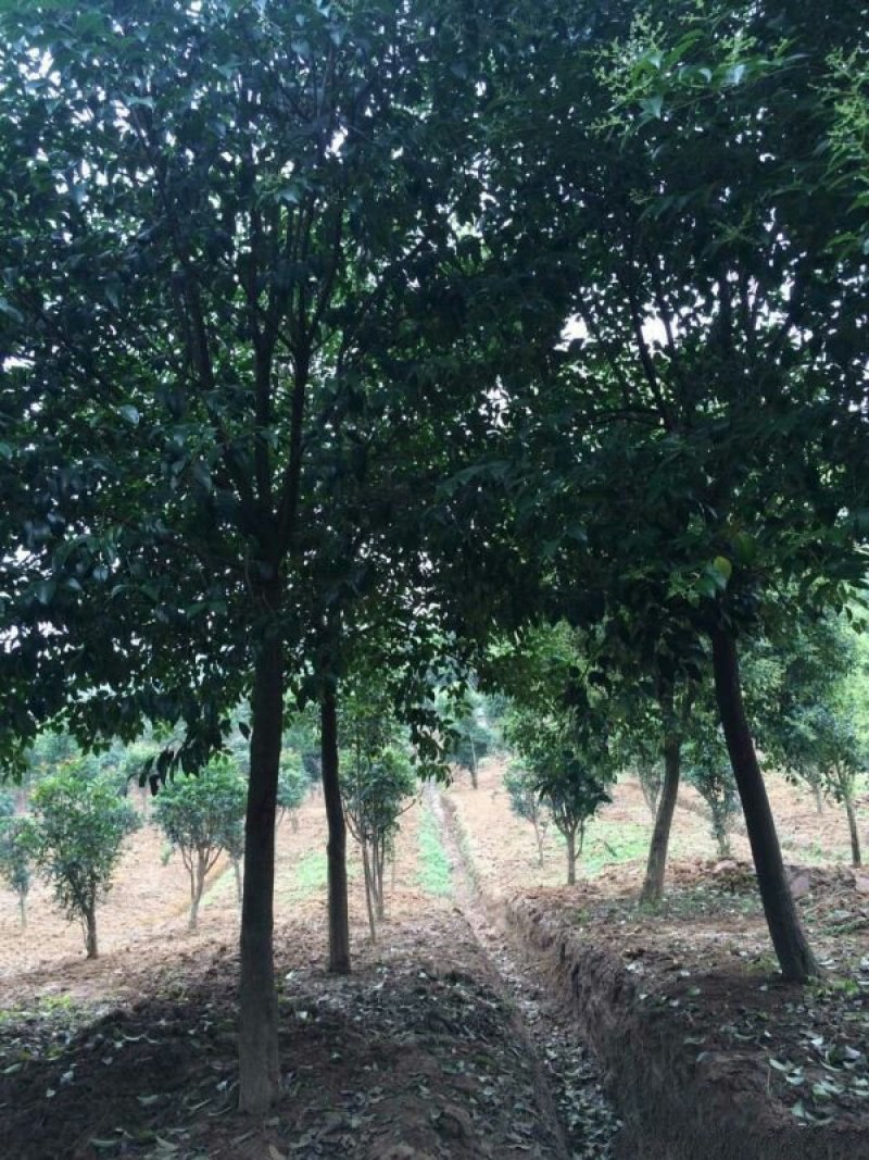 常年批发供应大叶女贞价格优惠苗圃货大量出售全部一级苗