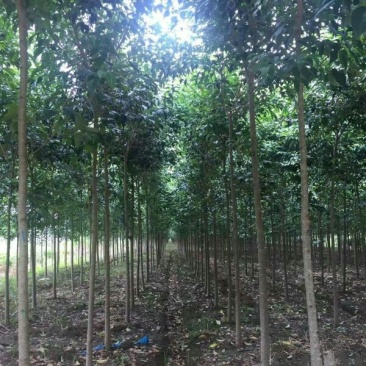 常年批发供应大叶女贞价格优惠苗圃货大量出售全部一级苗