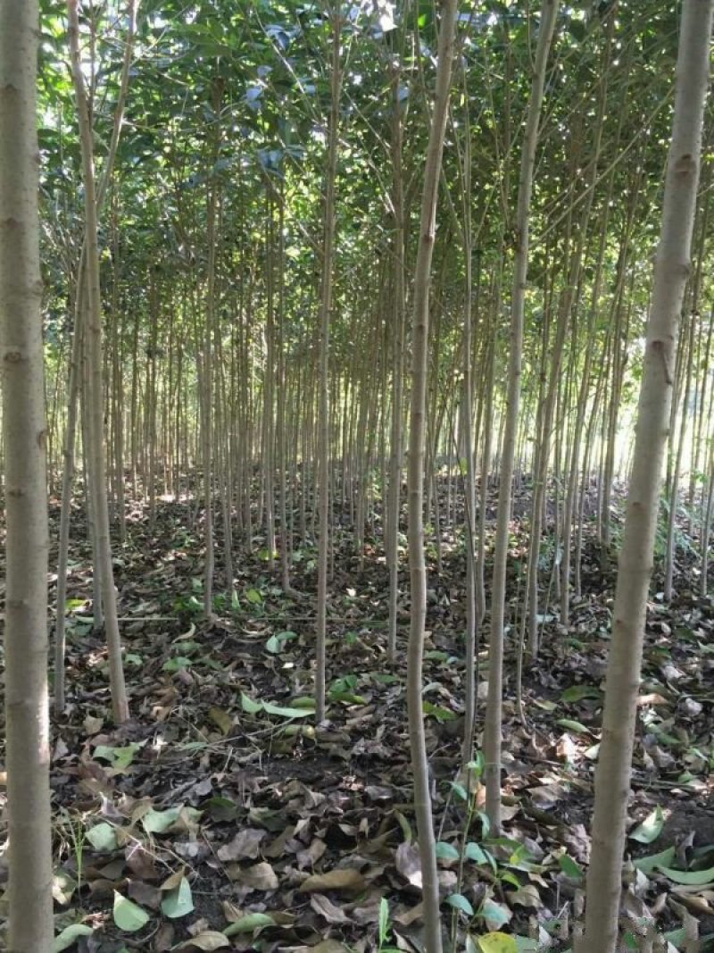 常年批发供应大叶女贞价格优惠苗圃货大量出售全部一级苗
