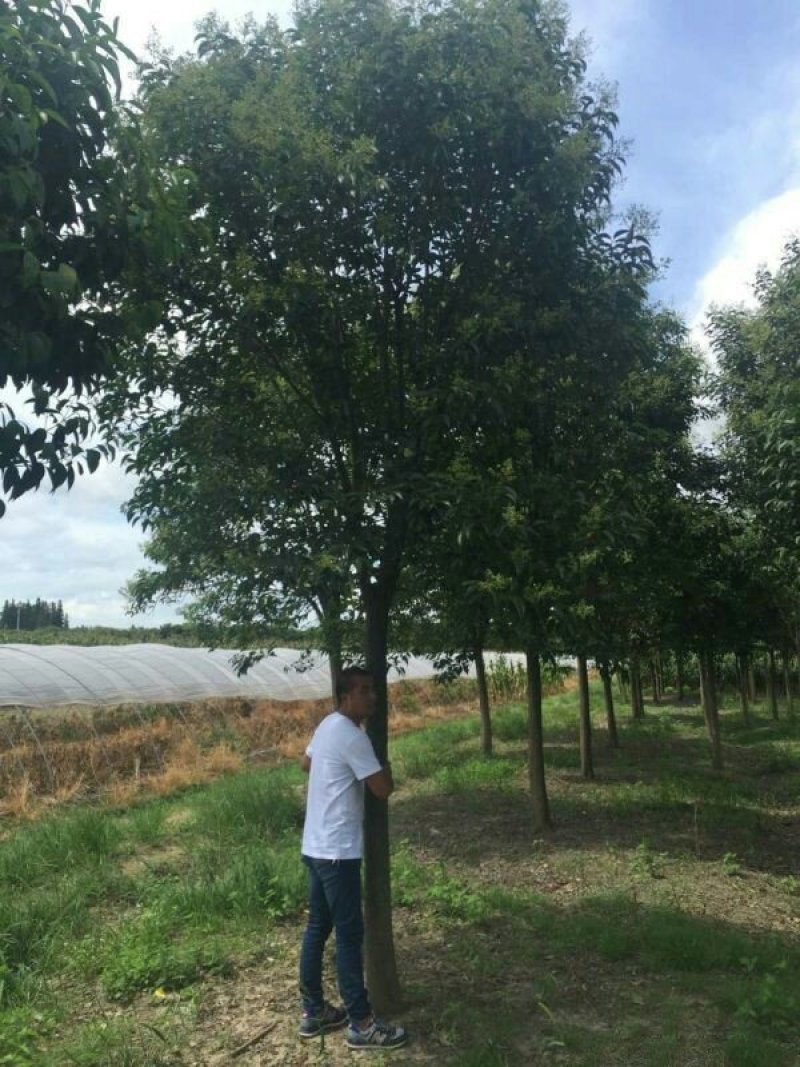 常年批发供应大叶女贞价格优惠苗圃货大量出售全部一级苗
