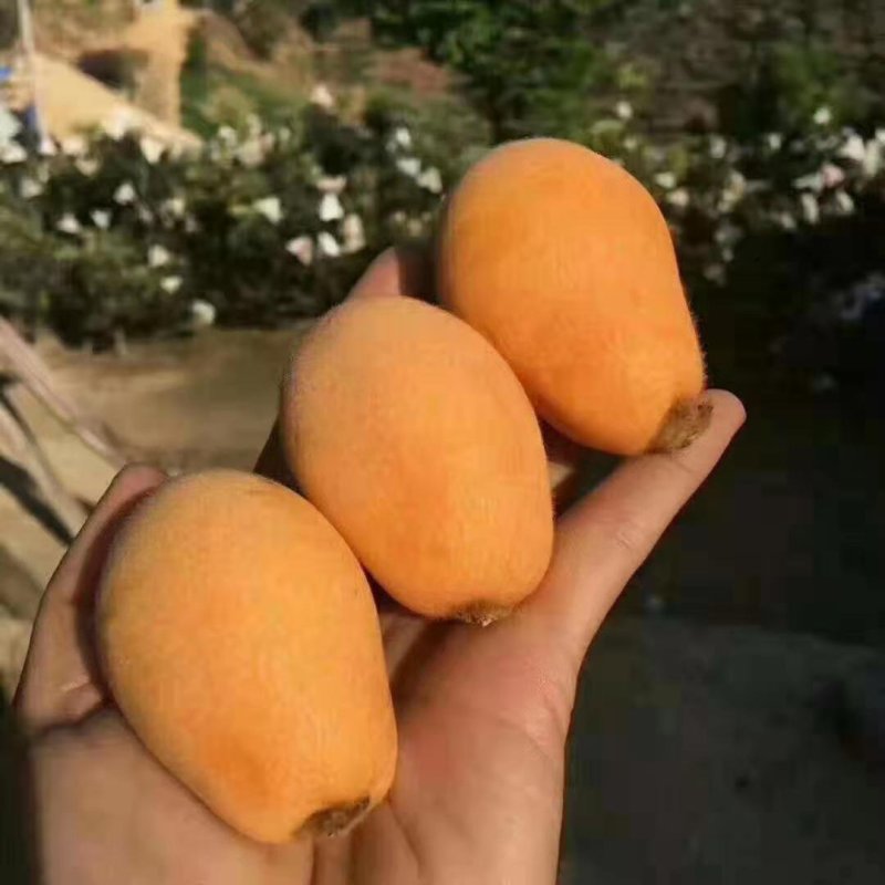 米易五星枇杷