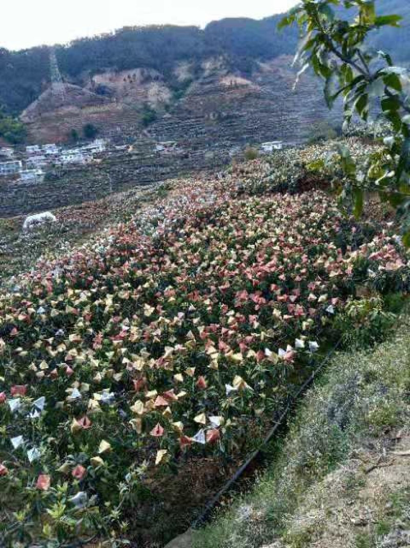 米易五星枇杷