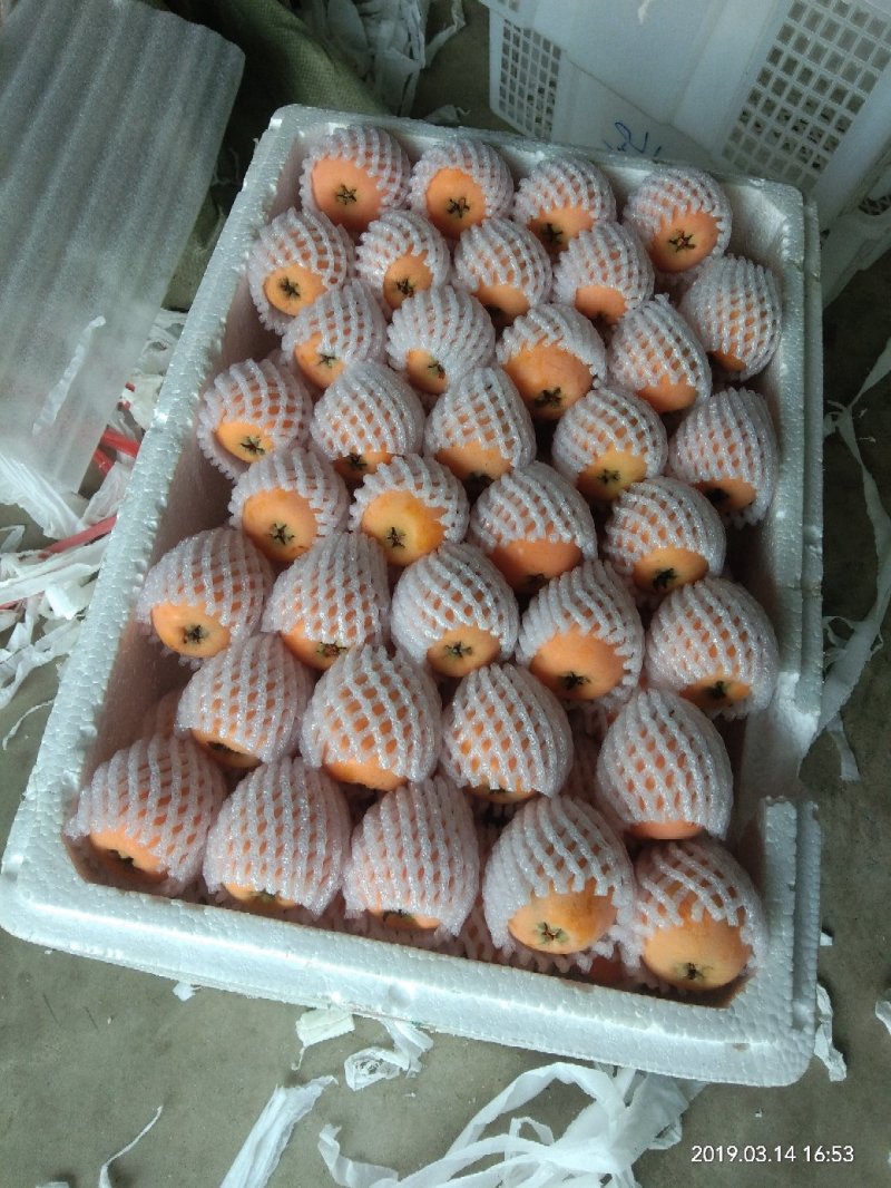 米易五星枇杷