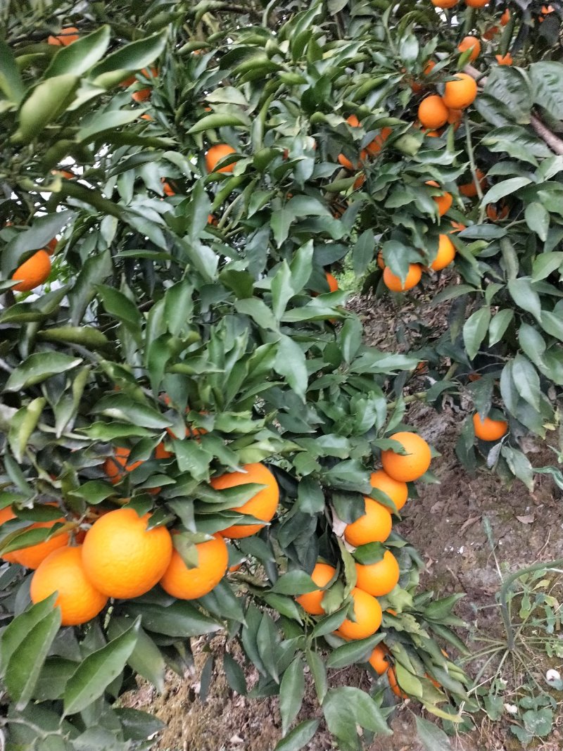 青见柑桔，口感好，皮薄，果皮光亮，无虫害，洗水打腊等
