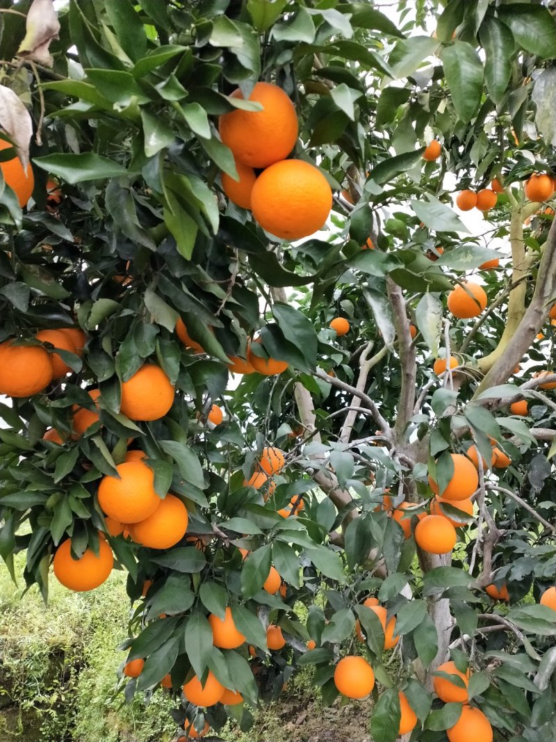 青见柑桔，口感好，皮薄，果皮光亮，无虫害，洗水打腊等