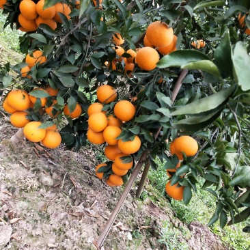 青见柑桔，口感好，皮薄，果皮光亮，无虫害，洗水打腊等