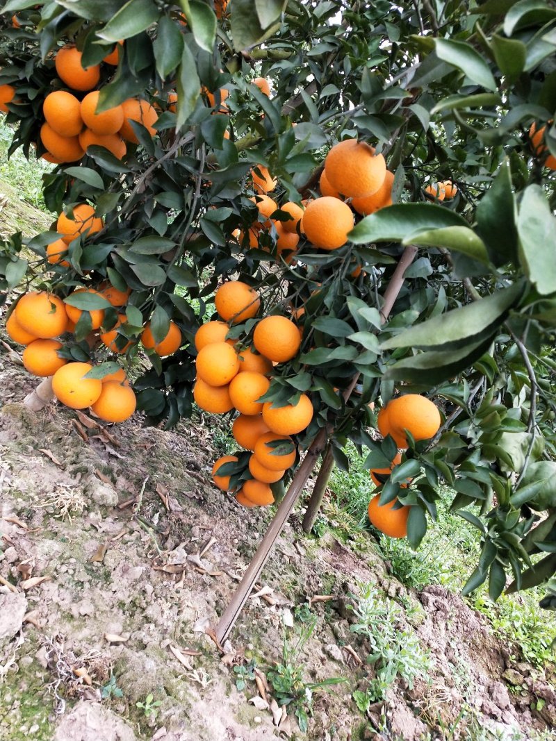 青见柑桔，口感好，皮薄，果皮光亮，无虫害，洗水打腊等