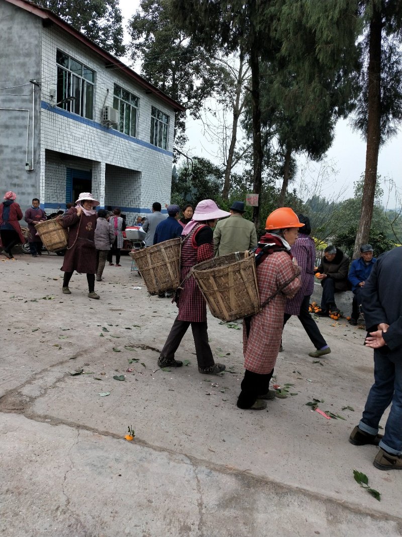 青见柑桔，口感好，皮薄，果皮光亮，无虫害，洗水打腊等