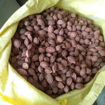 毛桃核