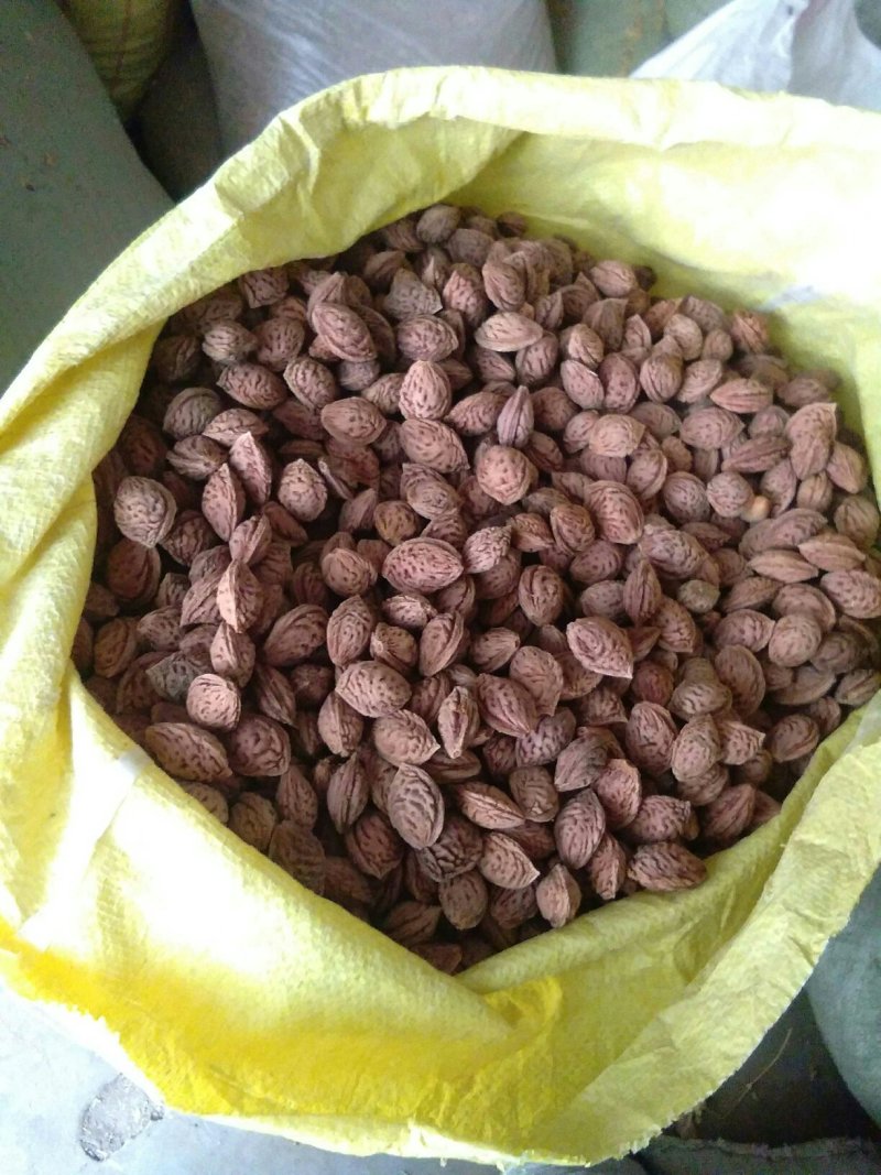 毛桃核