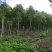 沉香树