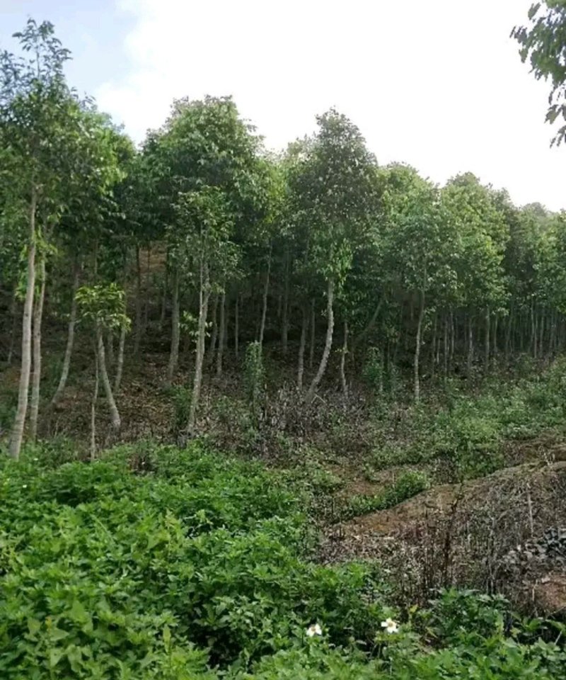 沉香树