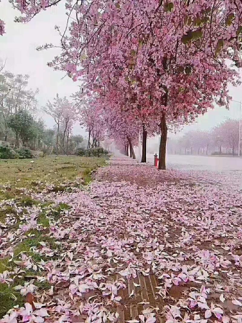 红叶李，紫薇，宫粉紫荊，桃花