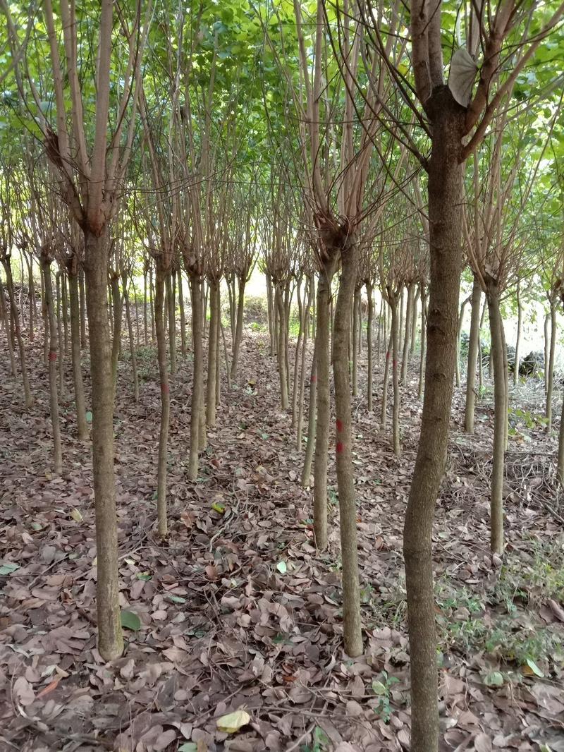 红叶李，紫薇，宫粉紫荊，桃花