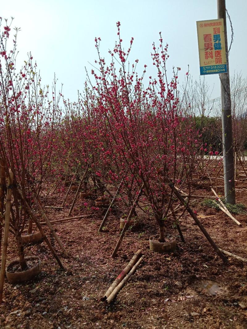 红叶李，紫薇，宫粉紫荊，桃花