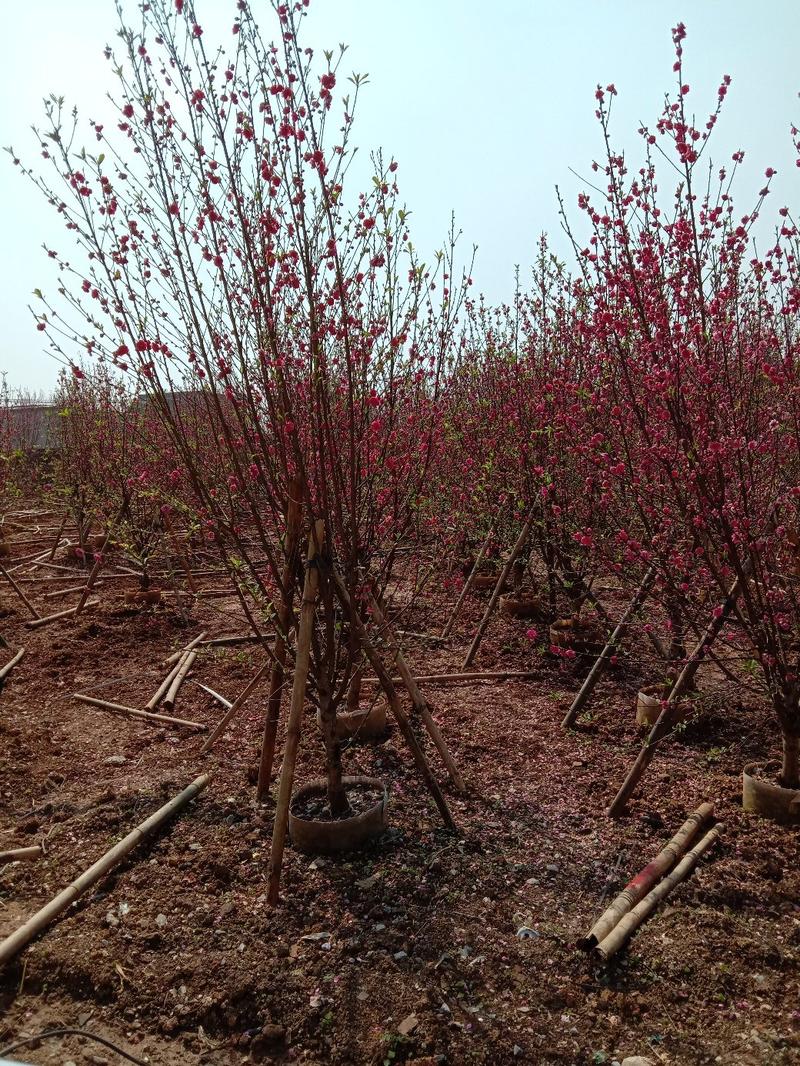 红叶李，紫薇，宫粉紫荊，桃花