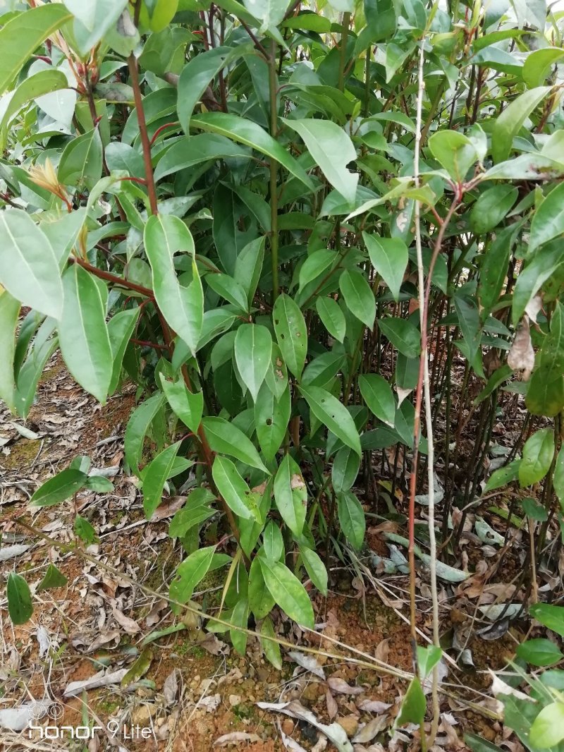 香樟苗10cm以下，香樟小苗出售